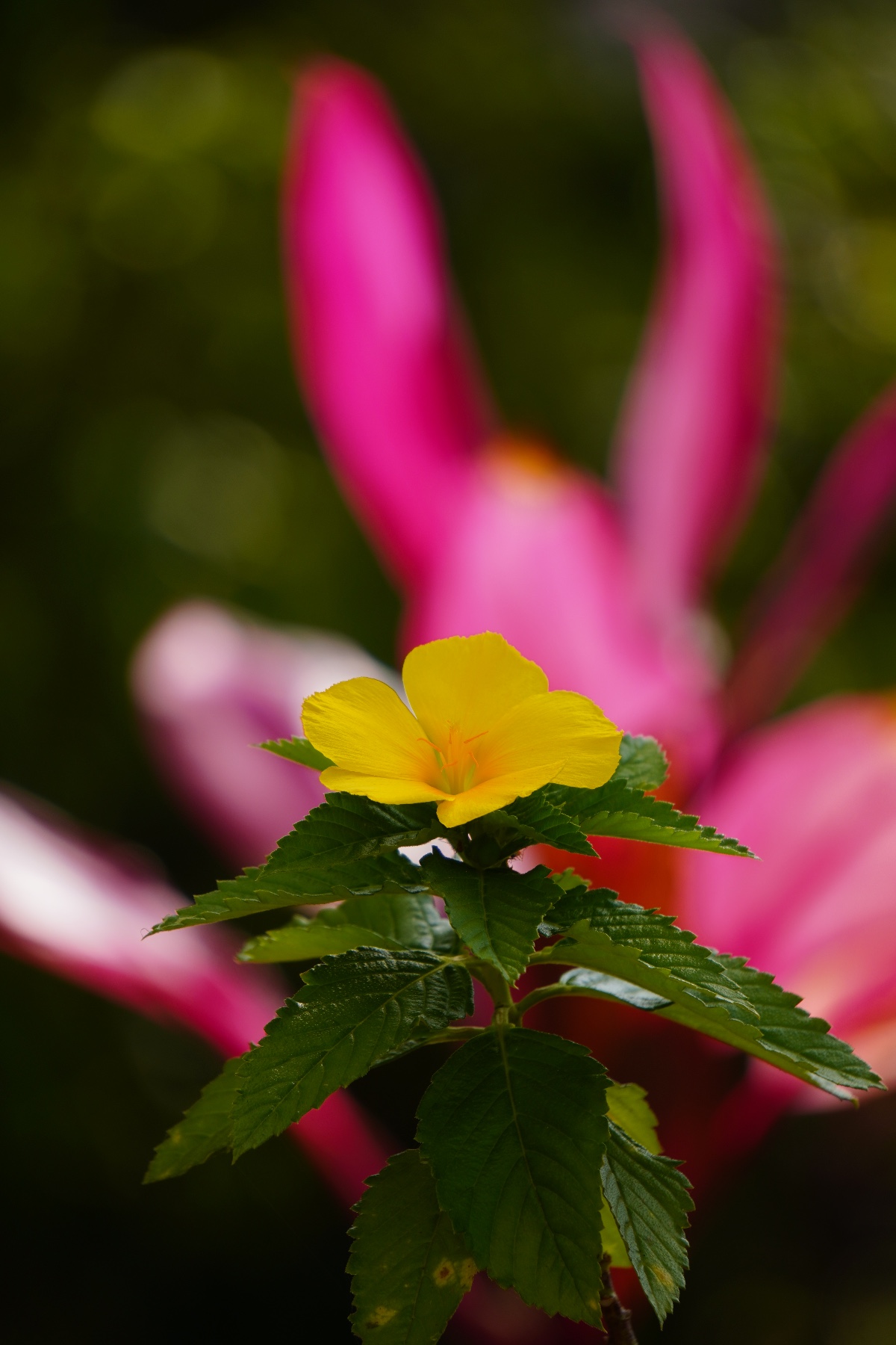 Finding flowers
